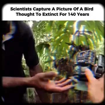 In 2022... A team of scientists traveled to Fergusson Island in Papua New Guinea