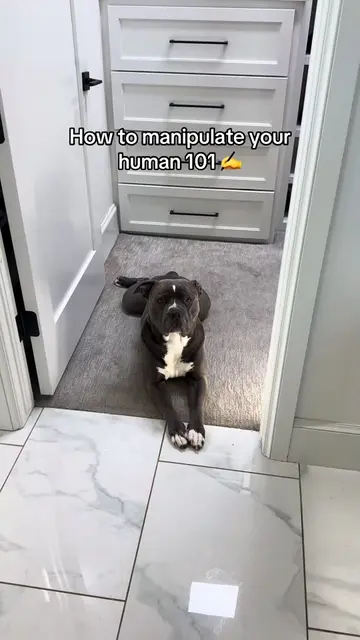Who’s with me?? #dogtok #adogslife #spoileddog #funnydogvideos #pitbulls 