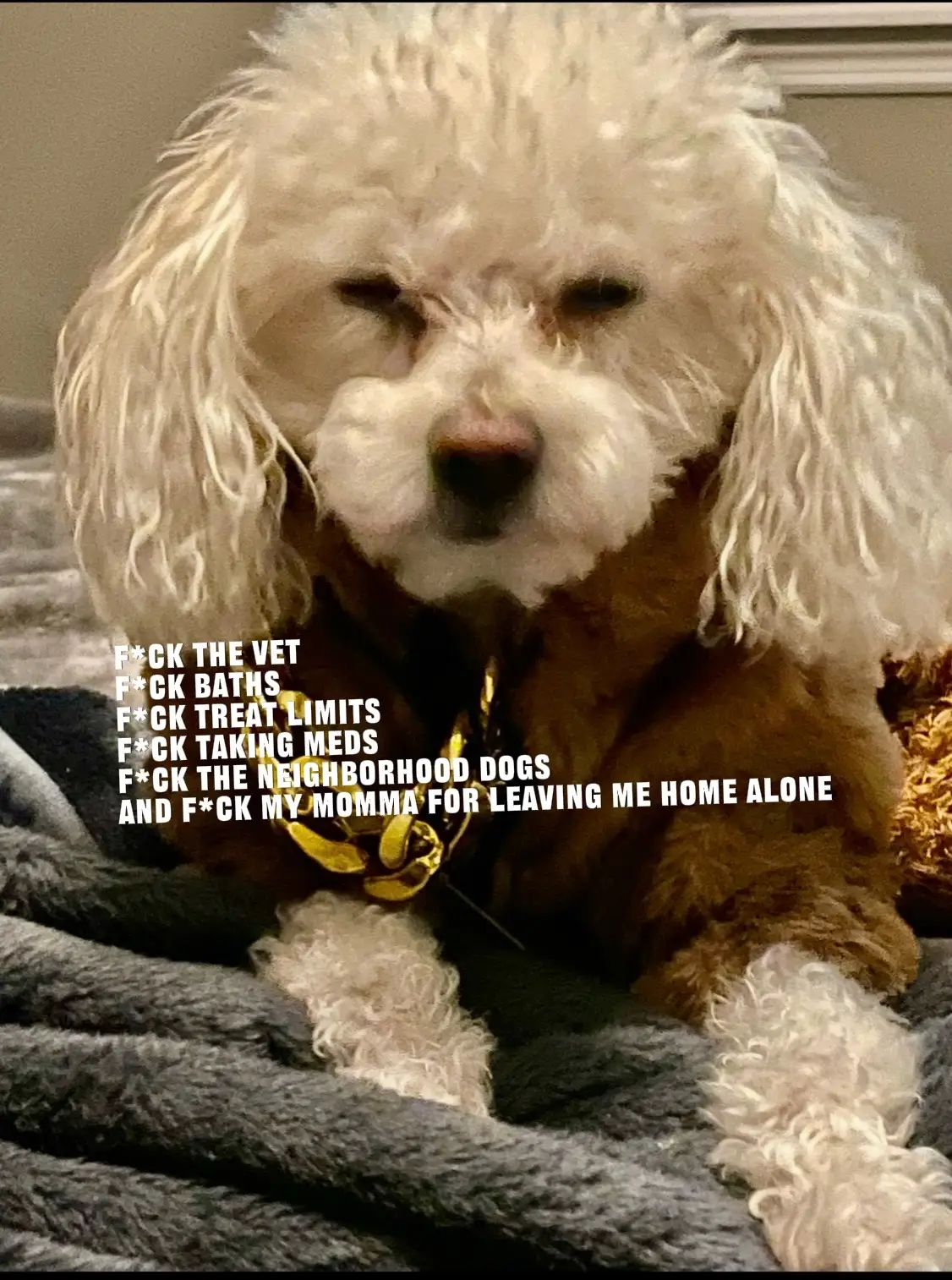 If your dog had a diss track, what would they be ranting about? Drop it in the c