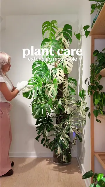 I did a poll a while ago where I asked whether I should chop my monstera albo, B