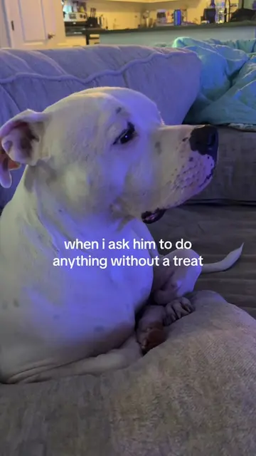 Dog training is all fun and games… until I ask for a command without a treat. 😂