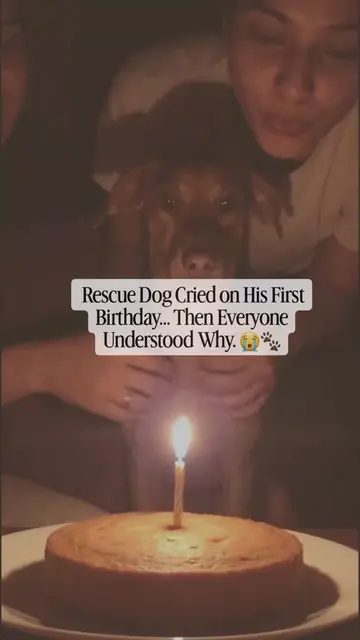 Once abandoned and forgotten, this rescue dog never knew what it felt like to be