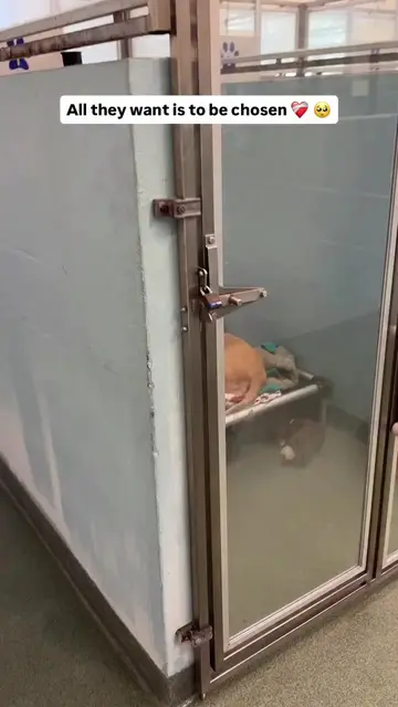 Will you stop and say hi? 🥺   Meet some of the wonderful dogs waiting for famil