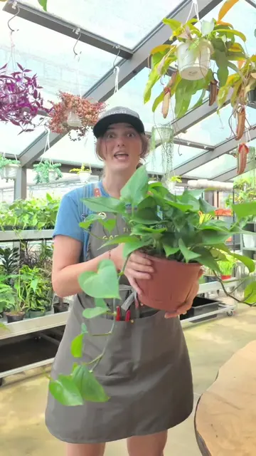 If your Pothos is thriving, you’ll probably love a Philodendron ‘Brasil.’ The ca