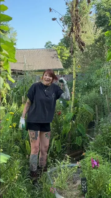 Cutting down the biggest sunflower in my garden