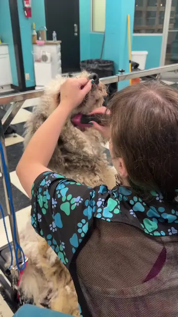 Making dogs feel better by removing matting is one of the most rewarding parts o