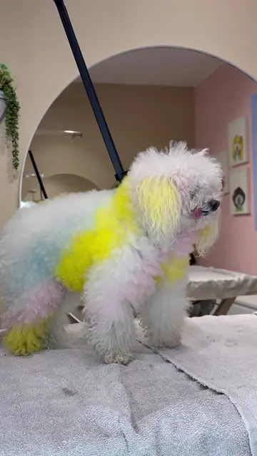 Twisted marshmallow! . Design created by @Gabe #dogs #doggrooming 