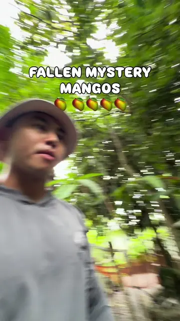 We found a few mangoes that had fallen from one of our trees... and I think they