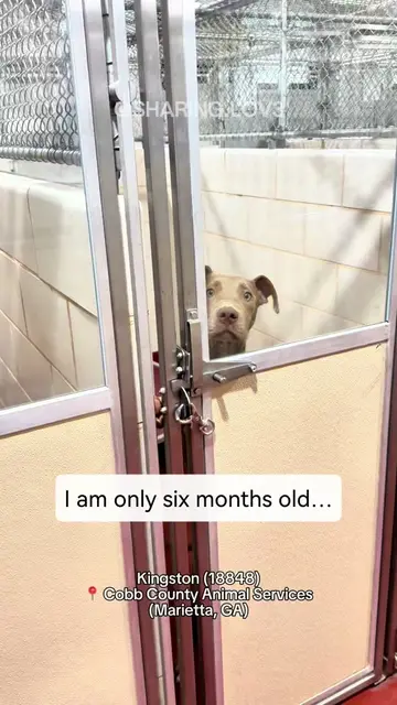 READ HIS STORY ⬇️ Today, while I was volunteering at the shelter, one of the off