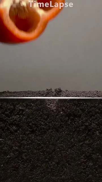 The process of growing two types of chili peppers over 245 days – time-lapse vid