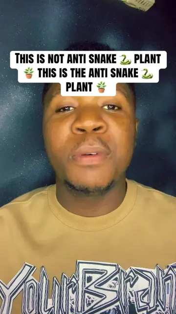 This is not anti snake 🐍 plant 🪴 this is the anti snake 🐍 plant 🪴 #garlic vi