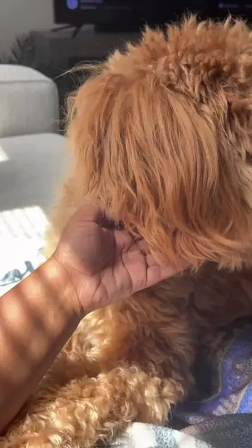 More like love this little pup 🐶  #DoodleLife #dogsoftiktok #goldendoodle #pupp
