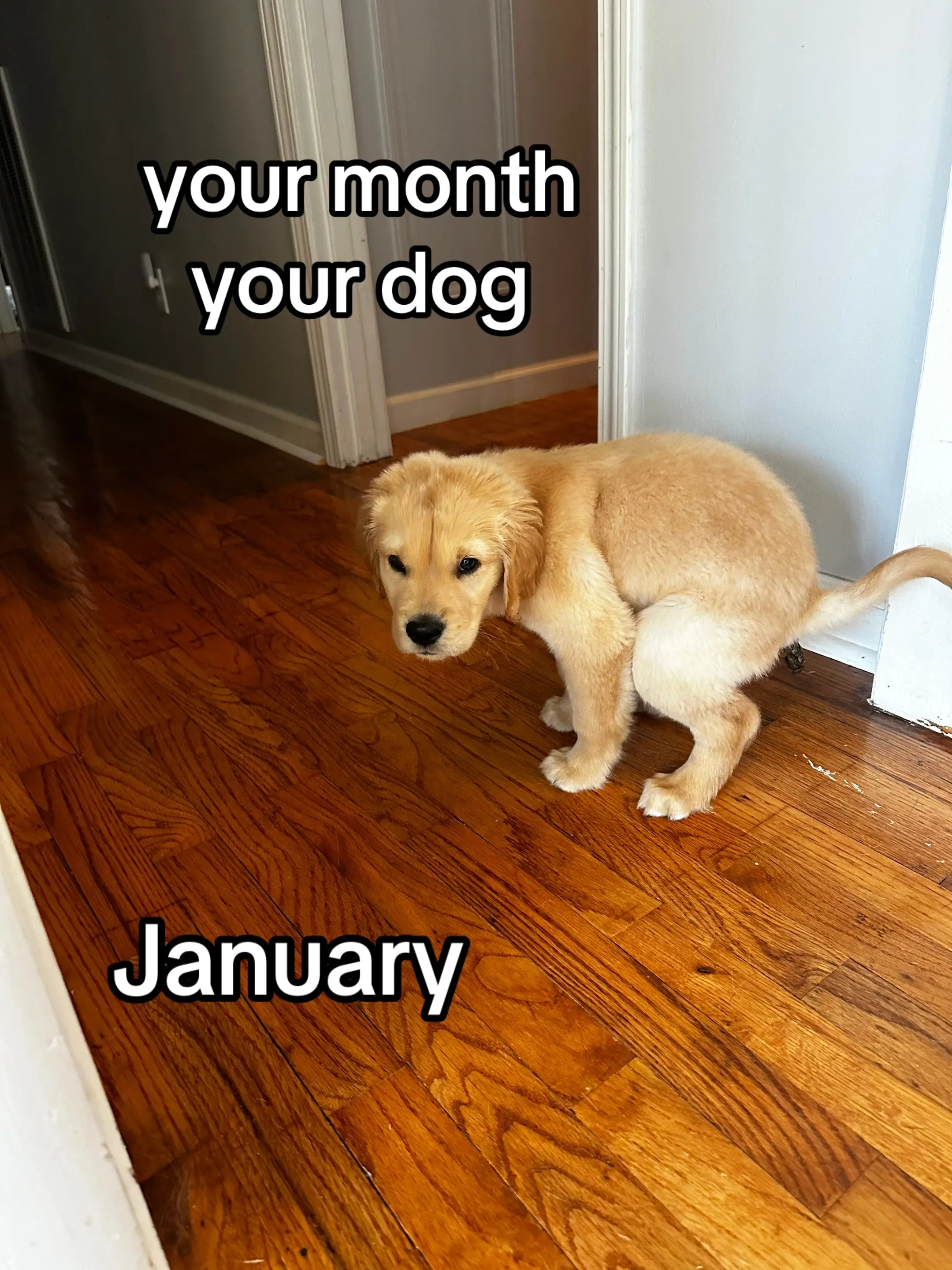 Lmk which month you are 💅🏼 #dumps #dogsoftiktok #goldenretriever 