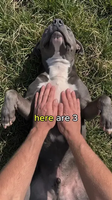 Massage these 3 spots on your pitbull 🐾💆‍♂️  #doghealth #pitbull #rescuedog #d