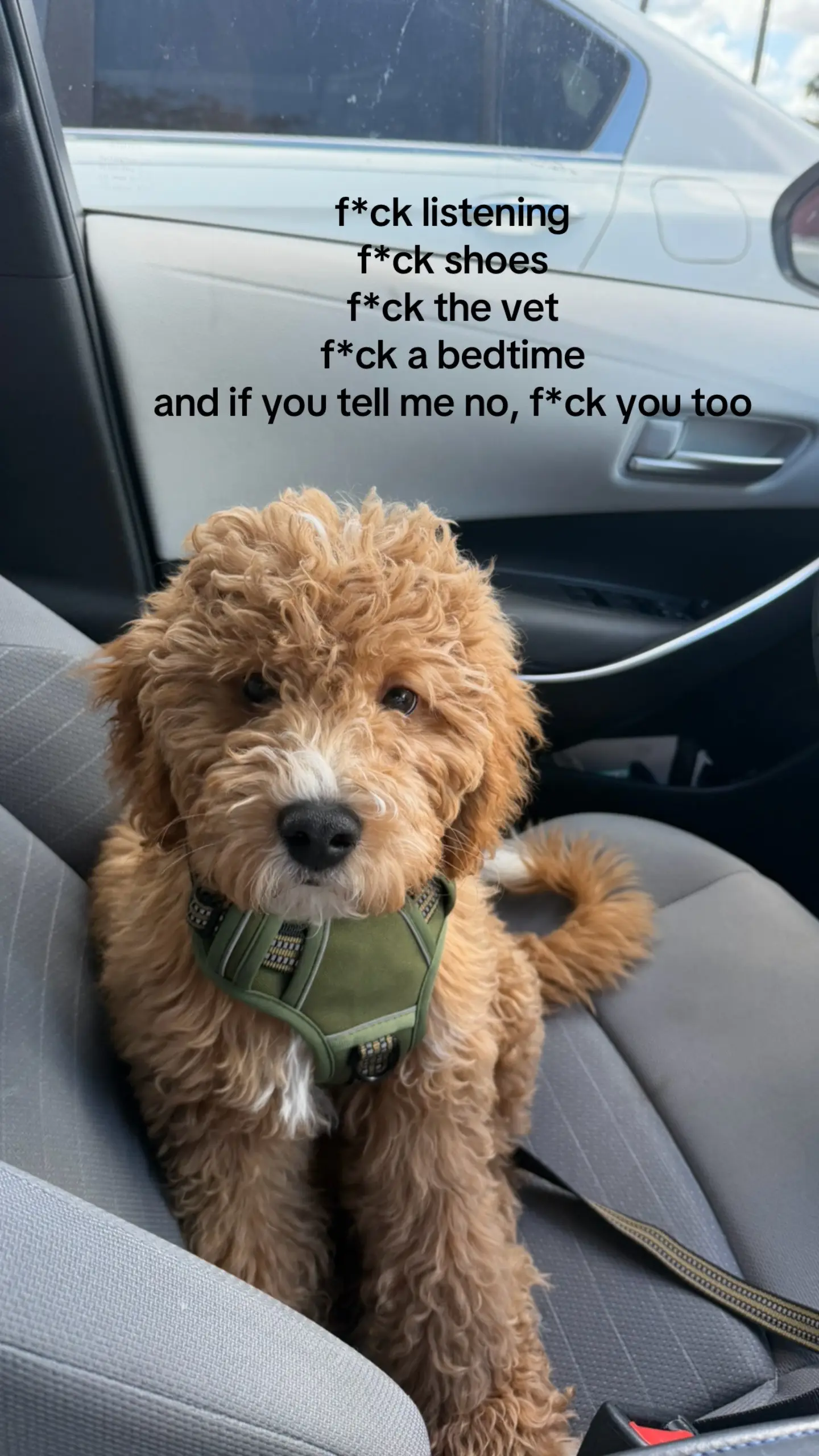mic drop #goldendoodle #minidoodle #yolo #puppy 
