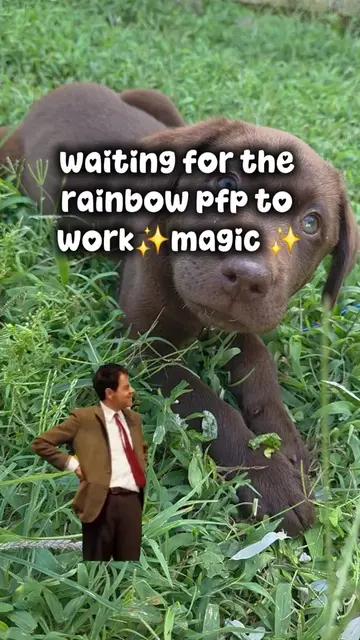 At least it's not another AI trend. #rainbowpfp #labrador #dogmom #puppylife #se