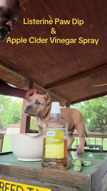 Listerine Paw Dip & Apple Cider Vinegar Spray #americanbullies  #puppy #dogaller