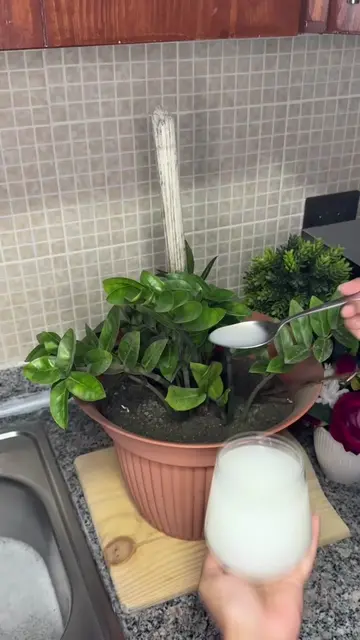 ¡El secreto de la Leche y el Azúcar para hacer crecer tus plantas! 🪴✨ Olvídate 