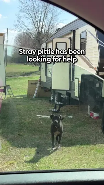 what a beautiful transformation ❤️‍🩹 #rescuestory #rescuedog #dogrescue #doglov