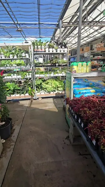 Hit the Hoya jackpot at Home Depot today! #PlantTok #plants #plantsoftiktok #pla