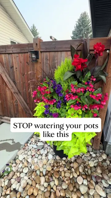 💧 How to water container plants properly 🌿 One of the biggest container garden