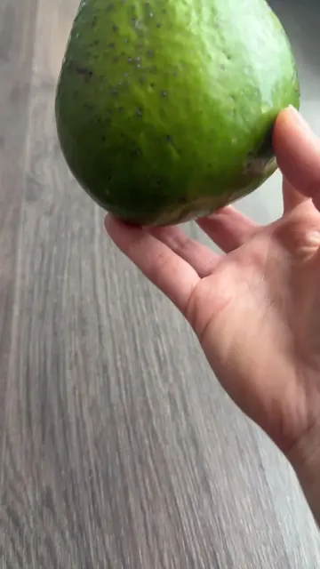 Thought It Would Take 4 Weeks…It Took 73🥑 I've been growing every avocado seed 