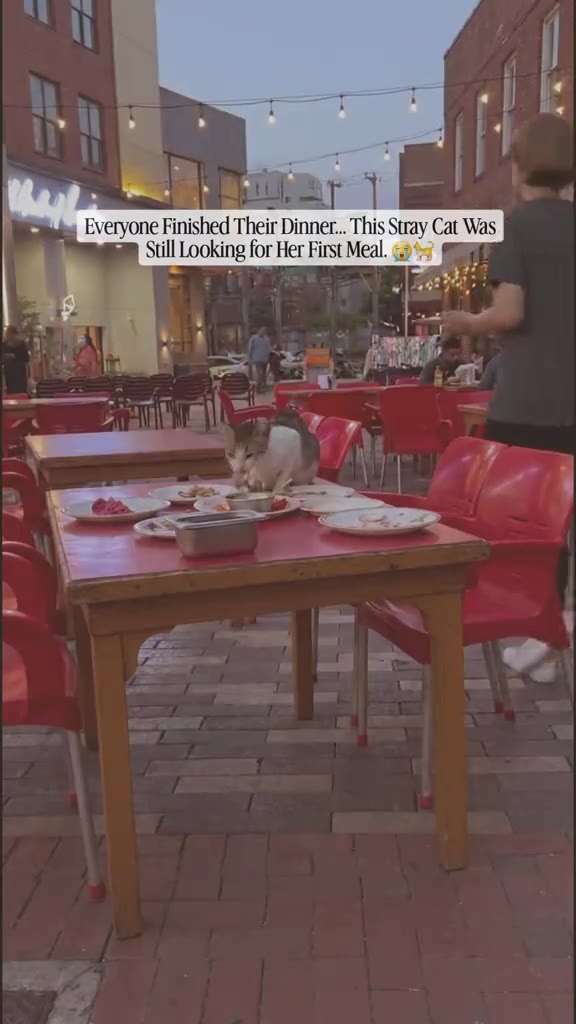 After the restaurant guests finished their meals and walked away, one hungry str