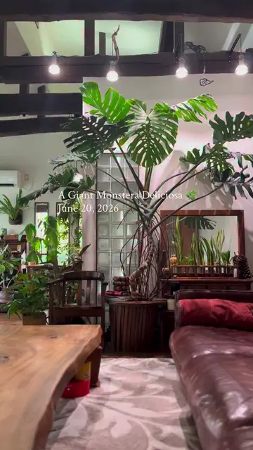 #monsteradeliciosa #monstera #houseplants
