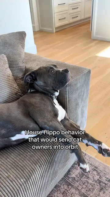 Not everyone can handle a dedicated house hippo🤭 #dogtok #funnydogvideos #dogmo