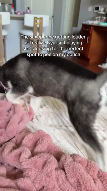 I should have known better 🤦🏻‍♀️ #puppy #husky #dogsoftiktok #kiaandkya #funny