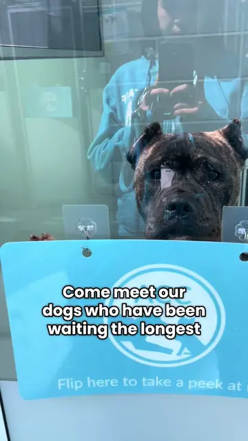 These incredible dogs have been waiting far longer than they should, but through