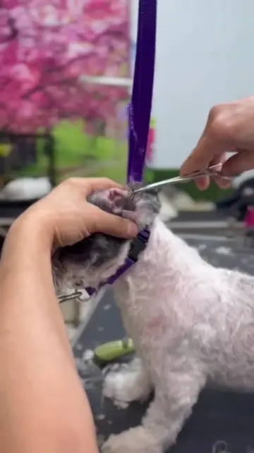 Itch-free and infection-free. Safe, gentle ear plucking by trained groomers. Zym