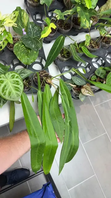 The first half of today’s lives with beautiful plants. Two! Anthurium Pallidiflo
