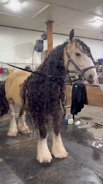 #horse #pet #grooming 