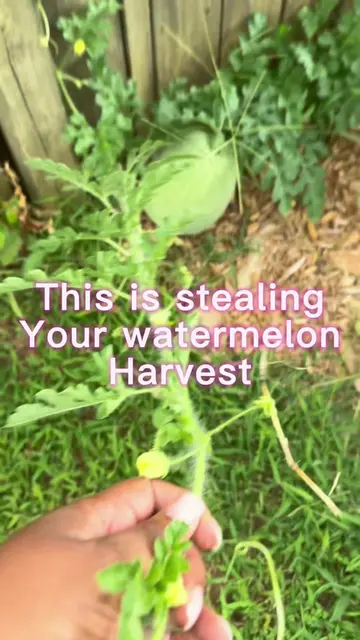 Is your watermelon vine stealing your harvest? Try this trick! #gardeningtipsand