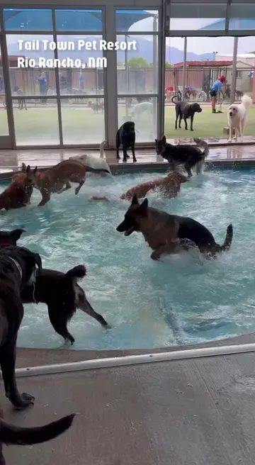 Pool time is the best time 😌 #doggydaycare #pethotel #happydogs #cutedogs #funn