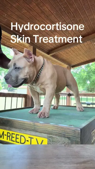 Hydrocortisone skin treatment #americanbullies #puppy #dogallergies  #dog 