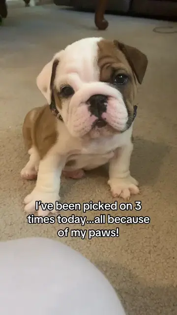 So sad #dogsoftiktok #funnydog #puppiesoftiktok #dogtok #funny 