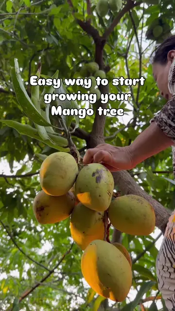 Who knew a leftover mango seed could turn into this? 🥭🌱 Mama Judy carefully op