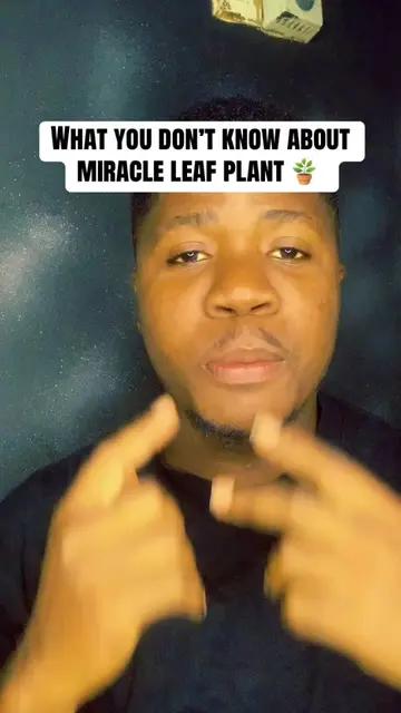What you don’t know about miracle leaf plant 🪴 #Whatyoudontknowaboutmiracleleaf