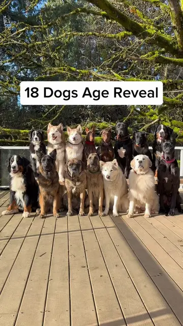 Are you an oldest, middle or youngest sibling? 🤔 No matter how old these puppie
