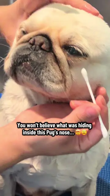 What do you think about this? . #pug #dogsoftiktok #pugsoftiktok #pugs #doggroom