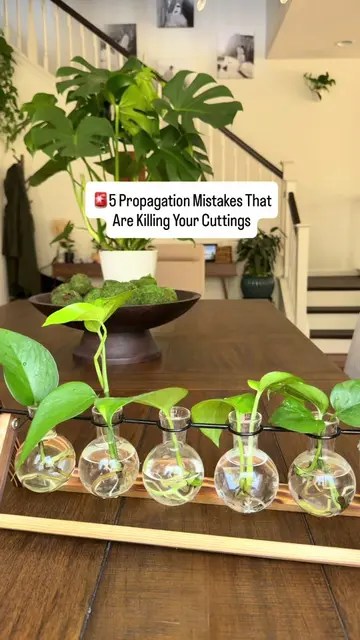 Some propagation tips that have helped me—I figured I’d share. 🌿💚 #houseplants