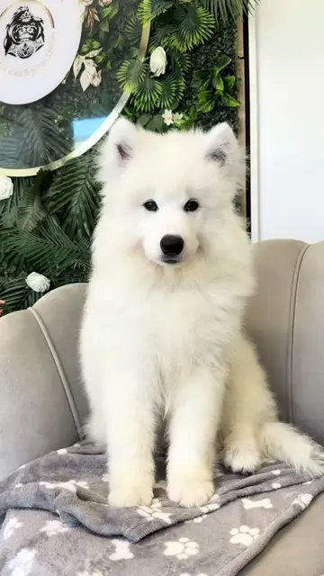 Zaczynamy festiwal szczenięcych kopytek! Na pierwszy strzał mini samoyed #samoye