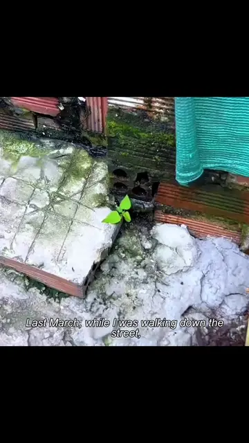 #plants #PlantTok #garden #fyp #gardentok 