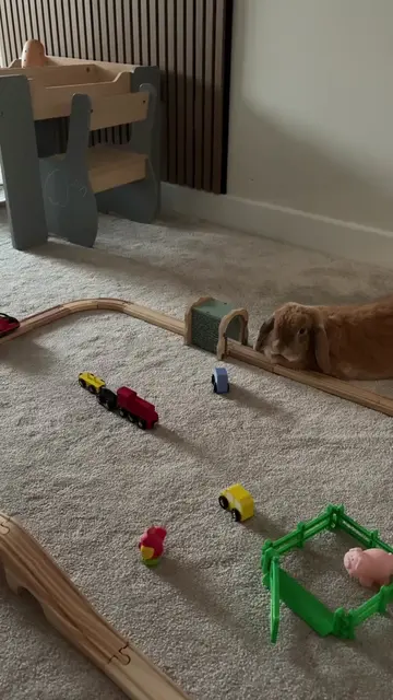 She chooses to sit / lay next to the train tracks 😂😂 #bunniesofinstagram #petp