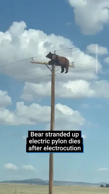A bear stranded on top of power pole has sadly ‘died after electrocution’.  A wo