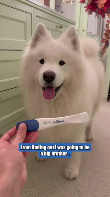 New besties in the making 🥹❤️ #dog #samoyed #bigbrother #baby #pregnancy 