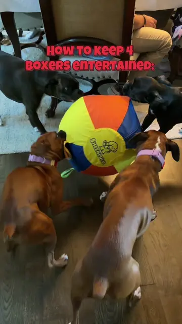 They literally did this for an hour straight and then all took a nap🤣🤣🤣🤣  #b