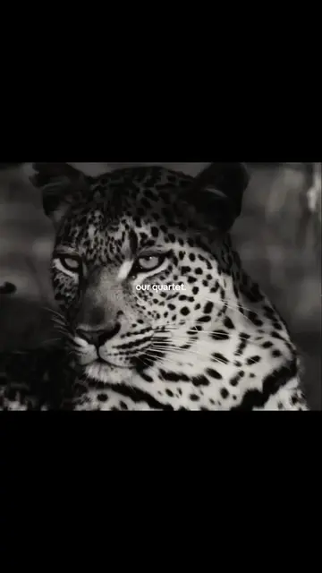 Parte 4 | #leopard #lion #blackpanther #tiger #quartet 